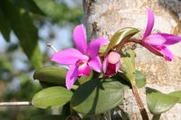 Orchid in the Amazon