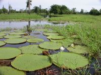 Amazon water lily